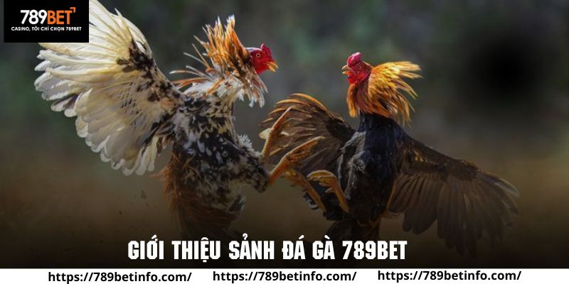 Tìm hiểu tổng quan về sảnh đá gà 789BET đình đám hiện nay