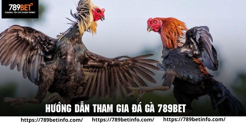 Quy trình tham gia giải trí đá gà hấp dẫn tại 789BET